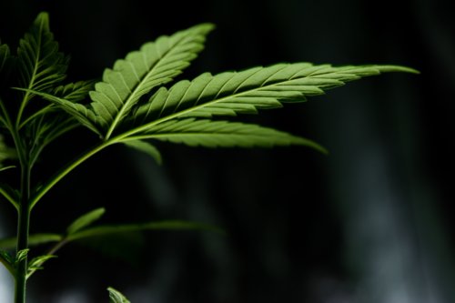 cannabis leaf cbg